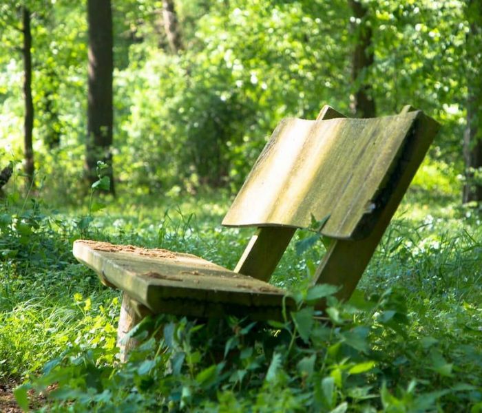 Bench in overgrown field